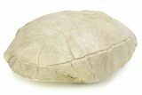 Inflated Fossil Tortoise (Stylemys) - South Dakota #284217-1